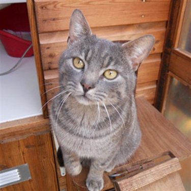 foster cat